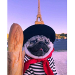 PUGS UNITED >:3