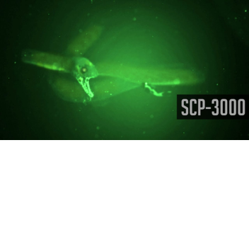 SCP-EEL