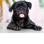 Pugs and me and you