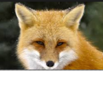 Official Fox Fan club