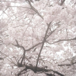 ݁˖ ❀ ⋆｡˚