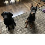 Doberman ##### group!