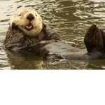 Worshiping Otters