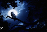 The nightskys