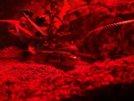 Ball python fan group