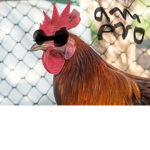 The pro chicken group