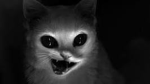 kat.co