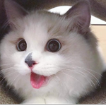 Catsareamazing!