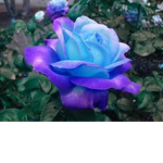 Love is there