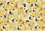 BigDogeFanClub