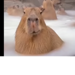 Capybara Fan Clothing Store