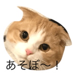 old cat