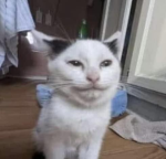 Silly cats XD