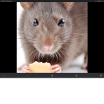 Mice’s united