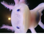 Axolotl gang by Zaya
