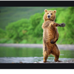 Bearman’s bears