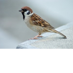 BIRD BC SPARROW