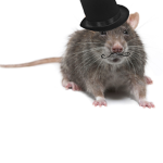 The.best.rats