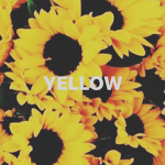 Yellow•Dandelions