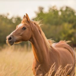 Ocean horse stables
