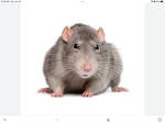 Like and Rats