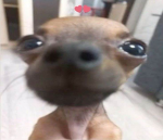 lovebl0od