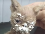 People that love cats too much