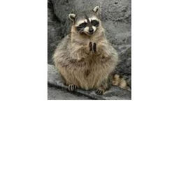 Racoons hangout