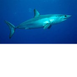 the shark gangsters