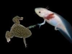 Axolotl And Frogs Sqaud