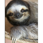My Lovely Sloths!