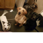 ARCHIE GANG!!!