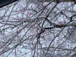 Fairiesz