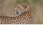 Cheetah Squadz
