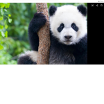 Pandas for life army!