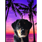 jack the cute dog