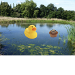 The Duck Fortress