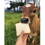 Cows and bread productions