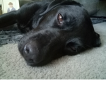Labradors-are-cool
