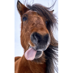Little horsey people