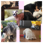 all dogs are awesome