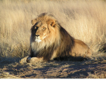 Leo's Lions