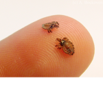 lice needs rice
