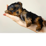 Cute Yorkie group