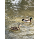 Ducky-clan