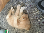 Oliver the sonic