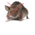 Rat elimination