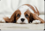Puppy evaluation