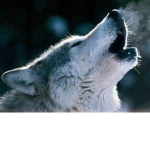The Kawaii Wolves