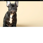 Frenchie's studio